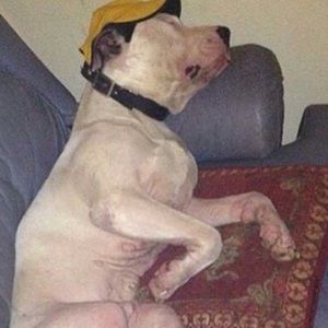 Meet your Posher, Leo